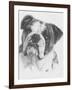 American Bulldog-Barbara Keith-Framed Giclee Print