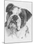 American Bulldog-Barbara Keith-Mounted Giclee Print