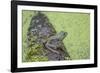 American Bullfrog in pond with duckweed Marion County, Illinois-Richard & Susan Day-Framed Photographic Print