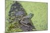 American Bullfrog in pond with duckweed Marion County, Illinois-Richard & Susan Day-Mounted Photographic Print