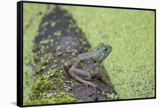 American Bullfrog in pond with duckweed Marion County, Illinois-Richard & Susan Day-Framed Stretched Canvas