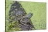 American Bullfrog in pond with duckweed Marion County, Illinois-Richard & Susan Day-Stretched Canvas