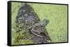 American Bullfrog in pond with duckweed Marion County, Illinois-Richard & Susan Day-Framed Stretched Canvas