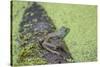 American Bullfrog in pond with duckweed Marion County, Illinois-Richard & Susan Day-Stretched Canvas