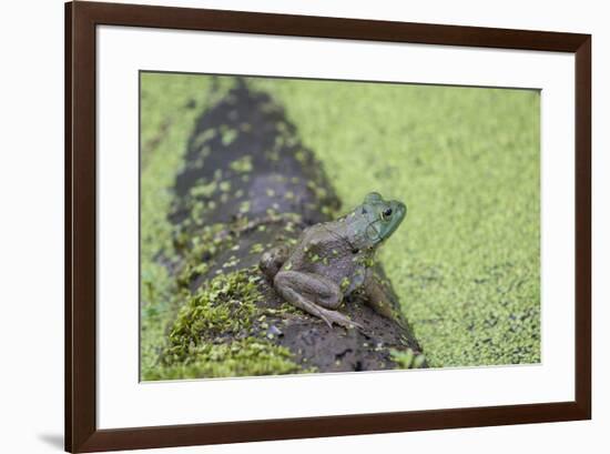 American Bullfrog in pond with duckweed Marion County, Illinois-Richard & Susan Day-Framed Premium Photographic Print