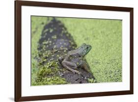 American Bullfrog in pond with duckweed Marion County, Illinois-Richard & Susan Day-Framed Premium Photographic Print