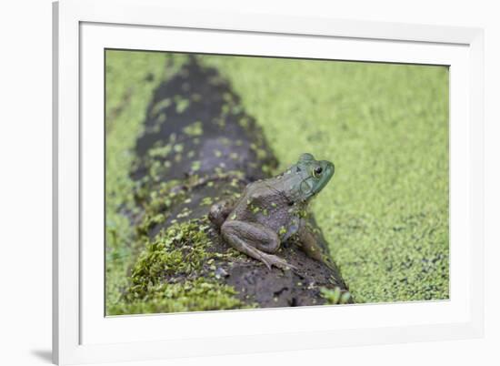 American Bullfrog in pond with duckweed Marion County, Illinois-Richard & Susan Day-Framed Premium Photographic Print