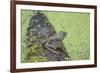 American Bullfrog in pond with duckweed Marion County, Illinois-Richard & Susan Day-Framed Premium Photographic Print