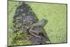 American Bullfrog in pond with duckweed Marion County, Illinois-Richard & Susan Day-Mounted Photographic Print