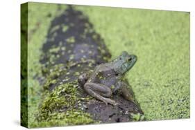 American Bullfrog in pond with duckweed Marion County, Illinois-Richard & Susan Day-Stretched Canvas