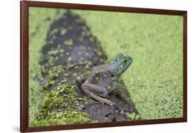 American Bullfrog in pond with duckweed Marion County, Illinois-Richard & Susan Day-Framed Photographic Print