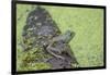 American Bullfrog in pond with duckweed Marion County, Illinois-Richard & Susan Day-Framed Photographic Print