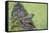 American Bullfrog in pond with duckweed Marion County, Illinois-Richard & Susan Day-Framed Stretched Canvas