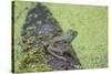 American Bullfrog in pond with duckweed Marion County, Illinois-Richard & Susan Day-Stretched Canvas