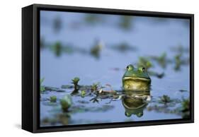 American Bullfrog in Wetland Marion County, Illinois-Richard and Susan Day-Framed Stretched Canvas