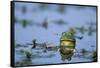 American Bullfrog in Wetland Marion County, Illinois-Richard and Susan Day-Framed Stretched Canvas