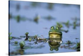 American Bullfrog in Wetland Marion County, Illinois-Richard and Susan Day-Stretched Canvas