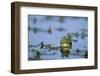 American Bullfrog in Wetland Marion County, Illinois-Richard and Susan Day-Framed Photographic Print