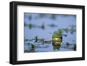 American Bullfrog in Wetland Marion County, Illinois-Richard and Susan Day-Framed Photographic Print