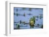 American Bullfrog in Wetland Marion County, Illinois-Richard and Susan Day-Framed Photographic Print