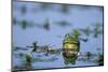 American Bullfrog in Wetland Marion County, Illinois-Richard and Susan Day-Mounted Photographic Print