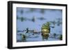 American Bullfrog in Wetland Marion County, Illinois-Richard and Susan Day-Framed Photographic Print