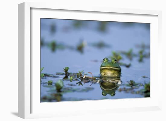 American Bullfrog in Wetland Marion County, Illinois-Richard and Susan Day-Framed Photographic Print