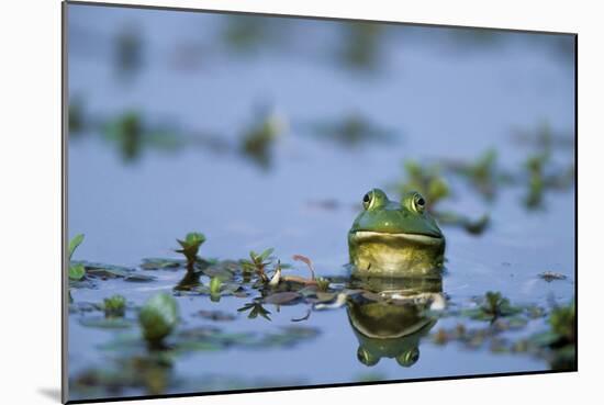 American Bullfrog in Wetland Marion County, Illinois-Richard and Susan Day-Mounted Photographic Print