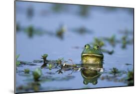 American Bullfrog in Wetland Marion County, Illinois-Richard and Susan Day-Mounted Photographic Print