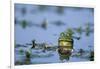 American Bullfrog in Wetland Marion County, Illinois-Richard and Susan Day-Framed Photographic Print