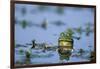 American Bullfrog in Wetland Marion County, Illinois-Richard and Susan Day-Framed Photographic Print