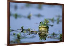 American Bullfrog in Wetland Marion County, Illinois-Richard and Susan Day-Framed Photographic Print