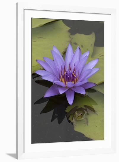 American Bullfrog (Lithobates Catesbeianus) Next to Water Lily Flower, Washington Dc, USA, July-John Cancalosi-Framed Photographic Print