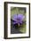 American Bullfrog (Lithobates Catesbeianus) Next to Water Lily Flower, Washington Dc, USA, July-John Cancalosi-Framed Photographic Print