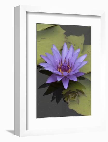 American Bullfrog (Lithobates Catesbeianus) Next to Water Lily Flower, Washington Dc, USA, July-John Cancalosi-Framed Photographic Print