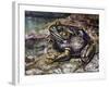 American Bullfrog (Lithobates Catesbeianus or Rana Catesbeiana), Ranidae-null-Framed Giclee Print