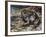 American Bullfrog (Lithobates Catesbeianus or Rana Catesbeiana), Ranidae-null-Framed Giclee Print