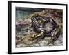 American Bullfrog (Lithobates Catesbeianus or Rana Catesbeiana), Ranidae-null-Framed Giclee Print