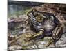 American Bullfrog (Lithobates Catesbeianus or Rana Catesbeiana), Ranidae-null-Mounted Giclee Print