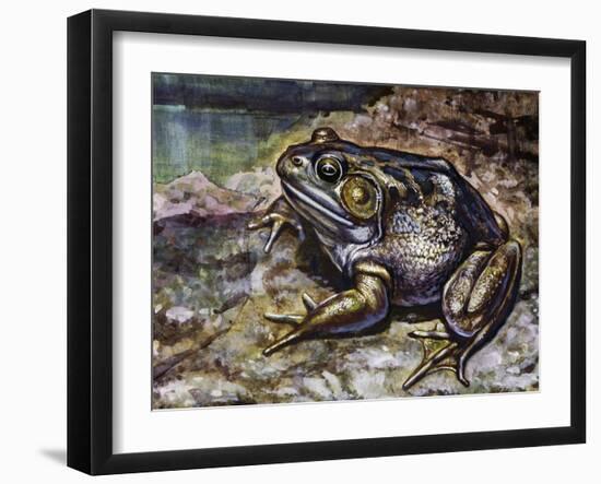 American Bullfrog (Lithobates Catesbeianus or Rana Catesbeiana), Ranidae-null-Framed Giclee Print