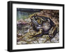 American Bullfrog (Lithobates Catesbeianus or Rana Catesbeiana), Ranidae-null-Framed Giclee Print