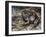 American Bullfrog (Lithobates Catesbeianus or Rana Catesbeiana), Ranidae-null-Framed Giclee Print