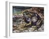 American Bullfrog (Lithobates Catesbeianus or Rana Catesbeiana), Ranidae-null-Framed Giclee Print