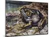 American Bullfrog (Lithobates Catesbeianus or Rana Catesbeiana), Ranidae-null-Mounted Giclee Print