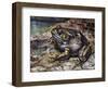 American Bullfrog (Lithobates Catesbeianus or Rana Catesbeiana), Ranidae-null-Framed Giclee Print