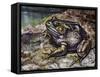 American Bullfrog (Lithobates Catesbeianus or Rana Catesbeiana), Ranidae-null-Framed Stretched Canvas