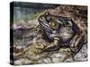 American Bullfrog (Lithobates Catesbeianus or Rana Catesbeiana), Ranidae-null-Stretched Canvas