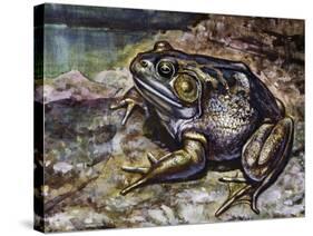 American Bullfrog (Lithobates Catesbeianus or Rana Catesbeiana), Ranidae-null-Stretched Canvas