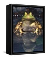 American Bullfrog, Native to USA-David Northcott-Framed Stretched Canvas