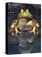 American Bullfrog, Native to USA-David Northcott-Stretched Canvas